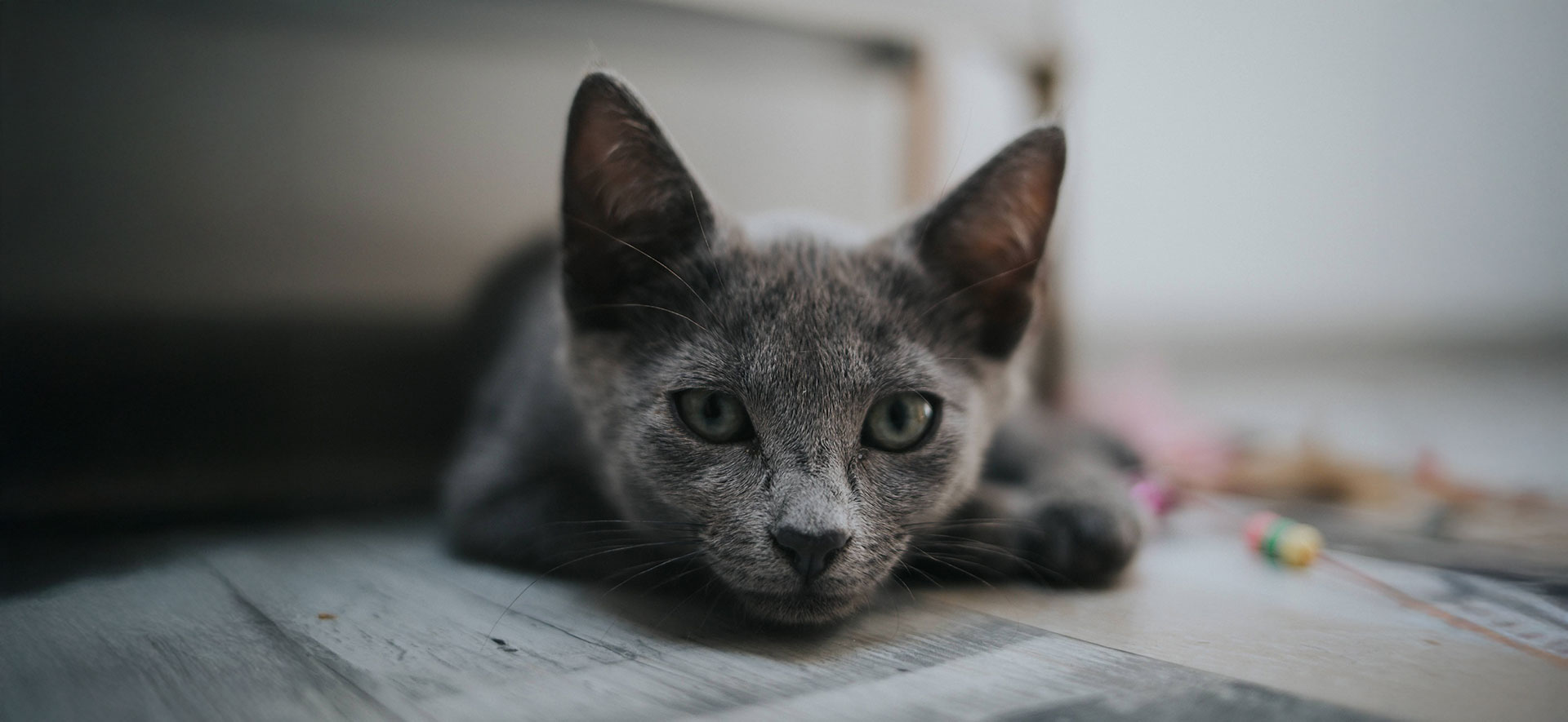 cómo viajar con gatos sin estrés